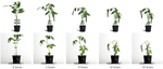 A Physically-inspired Approach to the Simulation of Plant Wilting
